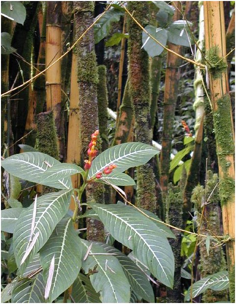 263_red_flowers_with_bamboo_1.JPG