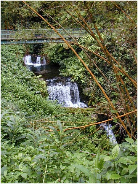 268_mini_waterfalls_by_akaka_falls.JPG