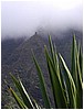 065_misty_cliffs_with_spiny_plant.JPG