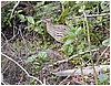 079_bird.JPG
