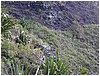 081_feral_goat_2.JPG