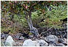 087_feral_goats_by_kalalau_beach.JPG