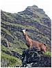 095_feral_goat_on_rock.JPG