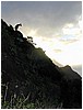 097_backlit_feral_goats_2.JPG