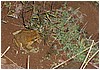 102_frog_1.JPG