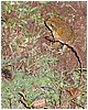 103_frog_2.JPG