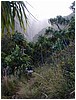 110_trail_with_trees_and_waterfall.JPG