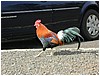 135_jungle_fowl_in_parking_lot_2.JPG