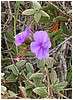 137_purple_flower_1.JPG