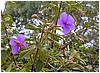 138_purple_flower_2.JPG