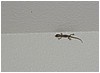 141_lizard_on_the_ceiling.JPG