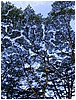 151_treetops_at_lava_trees_state_park_3.JPG