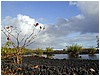 158_bushes_and_pools_in_lava_along_rte_137_2.JPG