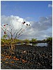 159_bushes_and_pools_in_lava_along_rte_137_3.JPG