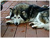 186_big_alaskan_malamute_at_my_island_b_and_b.JPG