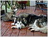 187_alaskan_malamutes_at_my_island_b_and_b_1.JPG