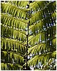 196_fern.JPG