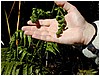 198_growing_fern.JPG