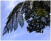 199_fern_3.JPG