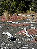 208_devastation_trail_6.JPG
