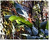 214_orange_flowers_1.JPG