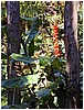 215_orange_flowers_2.JPG