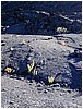 219_cracked_lava_with_ferns_1.JPG