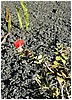 233_red_spiky_flower_2.JPG