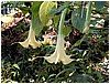 245_yellow_bell_flowers_at_my_island_b_and_b.JPG