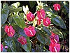 246_anthuriums.JPG