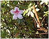 247_pink_flower.JPG