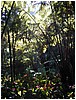 248_garden_at_my_island_b_and_b.JPG