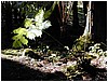 249_fern_5.JPG