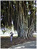 253_greg_with_banyan_tree.JPG