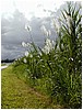 258_plants_along_the_road_to_akaka_falls_2.JPG