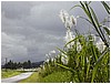 259_plants_along_the_road_to_akaka_falls_3.JPG