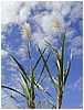 260_plants_along_the_road_to_akaka_falls_4.JPG