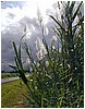 261_plants_along_the_road_to_akaka_falls_5.JPG