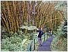 262_greg_on_trail_to_akaka_falls.JPG