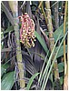 269_octopus_plant.JPG