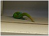 271_gecko_at_pineapple_park_1.JPG