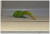 272_gecko_at_pineapple_park_2.JPG