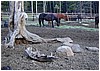 018-tree_and_horses.JPG