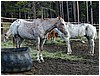 019-horses-1.JPG