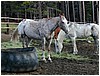 020-horses-2.JPG