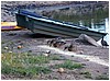 022-ducks-1.JPG
