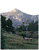 026-elk_in_estes_park-1.JPG