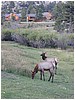 027-elk_in_estes_park-2.JPG