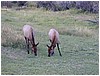 028-elk_in_estes_park-3.JPG