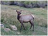 029-elk_in_estes_park-4.JPG